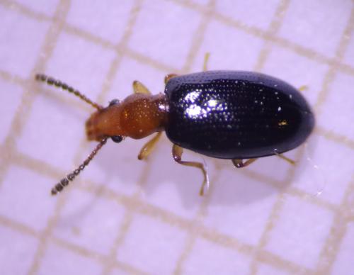 Vincenzellus ruficollis